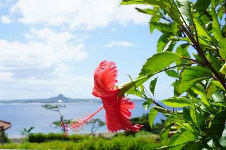 ハイビスカスと伊江島