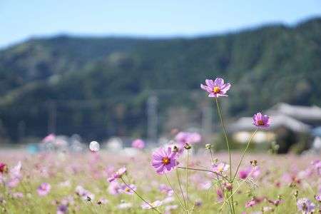 散り際のコスモス畑