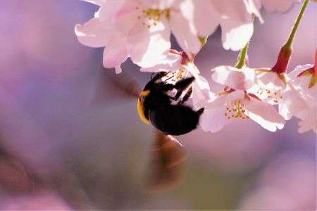 甘い香りに誘われて