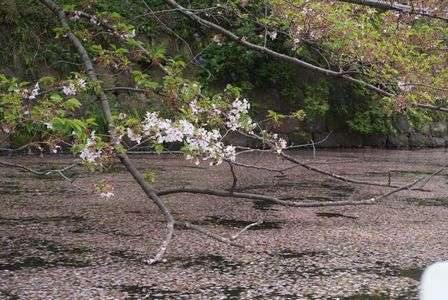 桜のじゅうたん