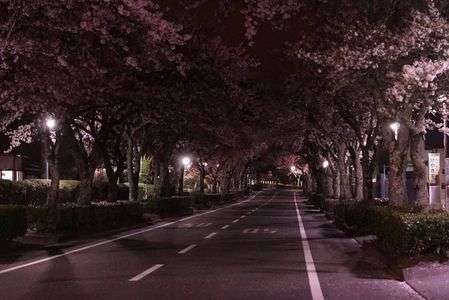 御殿場の桜並木