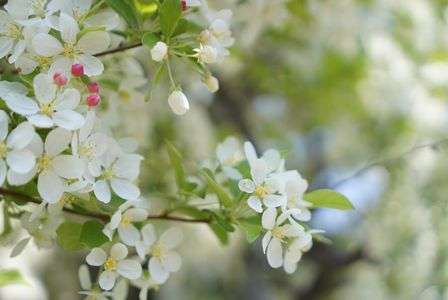 この花の名前は？