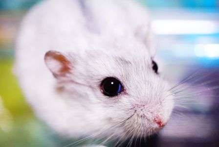 ハムスター