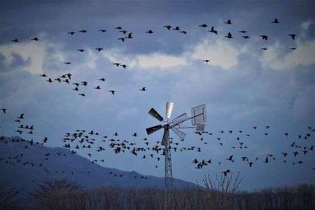 マガンのねぐら入り