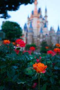 シンデレラ城とディズニーランドローズ
