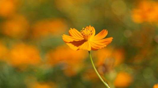 キバナコスモス