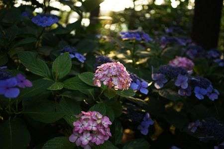 第17回 八景島 あじさい祭