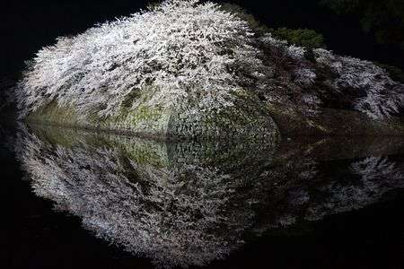 ライトアップ彦根城