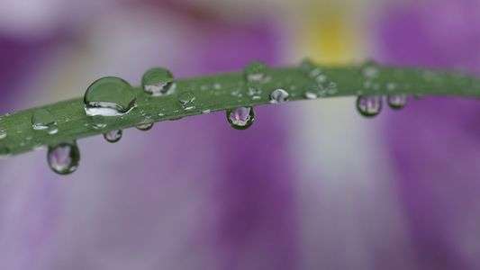 水滴の中で咲く