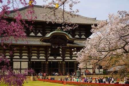大仏さんも綺麗な桜見えるかなー？