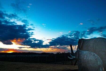 ナウマン象が見る夕焼け