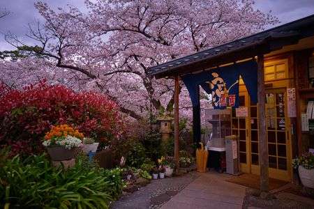 桜2016 夙川 （兵庫県西宮市）