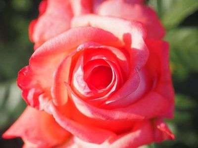 皐月のモンパルナス