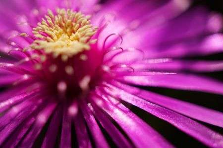 散歩中に見つけた花