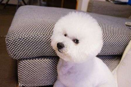 月1回のトリミング行ってきたよ～(*・∀・*)ノ