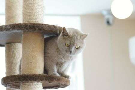 ～猫cafeでねこを可愛く撮る～ ④