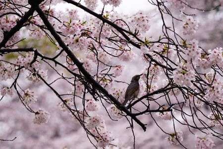 さとうち　2017桜撮影会