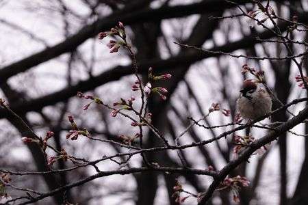 サクラ咲き始めの寒い日