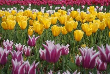 チューリップの園