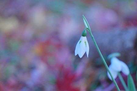 モミジ山のスノードロップⅡ