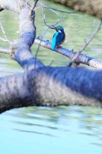 カワ君は神出鬼没