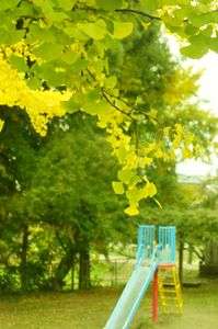 イチョウ 2016秋