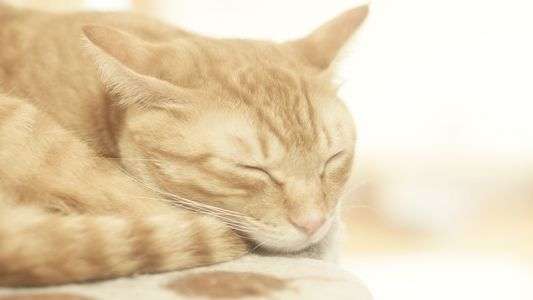 ヤバい💦猫かわいい…