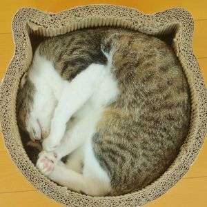 ヤバい💦猫かわいい…2