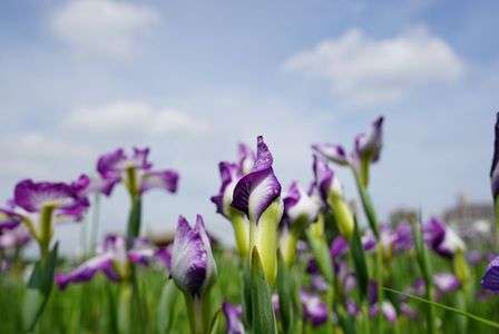 菖蒲・・・(^^)／~~~