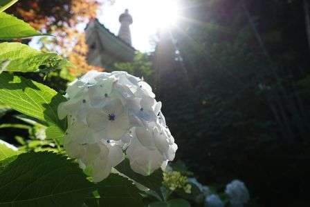 紫陽花が暑そう