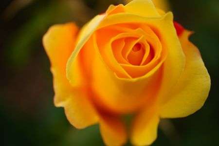 長居植物園で花を撮る