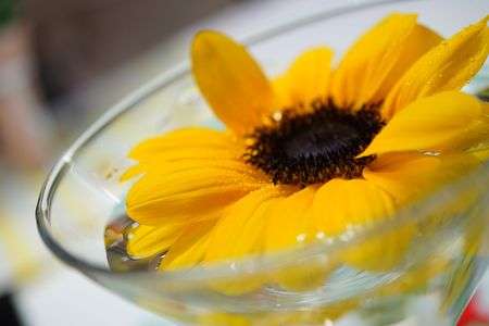 マクロレンズで花を撮る！