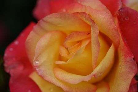 2021年井頭公園薔薇