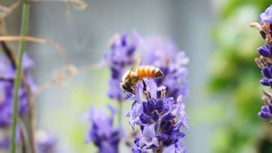 はたらくミツバチ