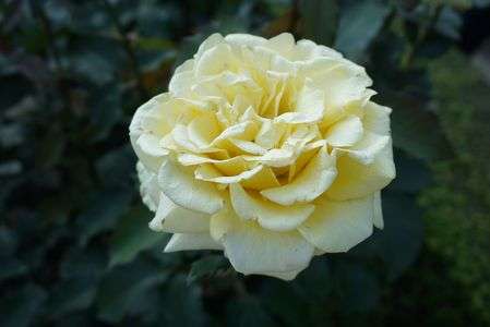 ゴールデン・メダイヨン