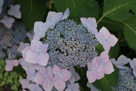 梅雨の優しい贈り物と壮大さ