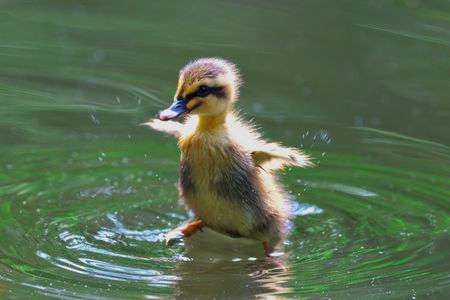 お母さんといっしょ