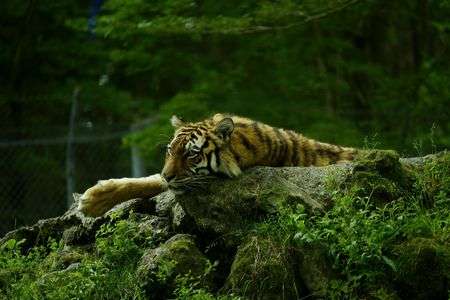 富士サファリパーク