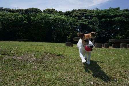 ルーシー 公園にてボール遊び