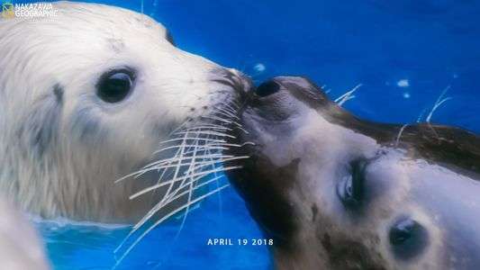 ゴマラブアザラシ