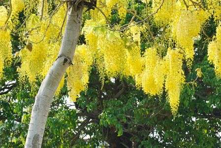 ナンバンサイカチ