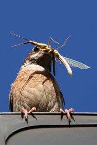 ご馳走だよ～！