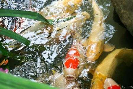 鯉 池