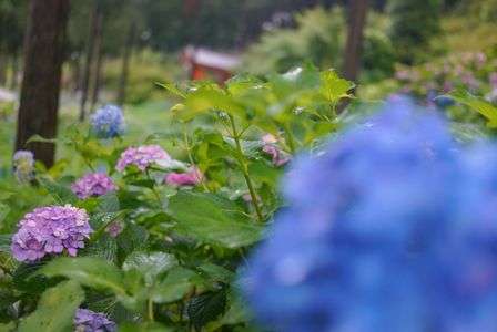 紫陽花と蓮  in 三室戸寺