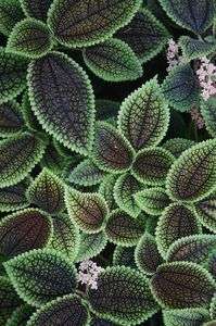 ボタニックガーデン