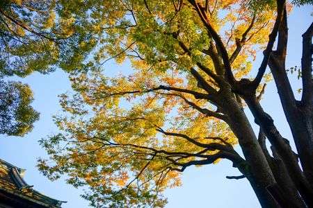 ここは日光ではありません(笑)