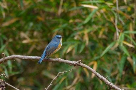 公園の青い鳥さん！