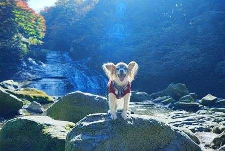 養老渓谷の紅葉