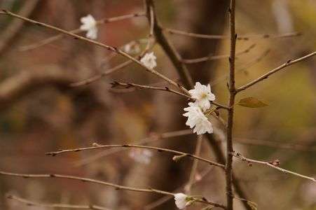 晩秋の桜