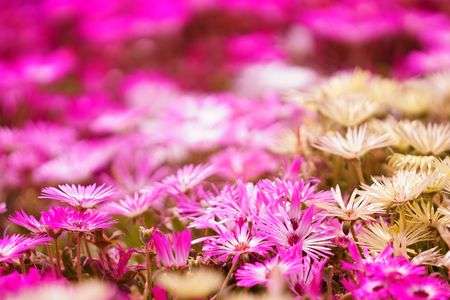 のこのしまアイランド